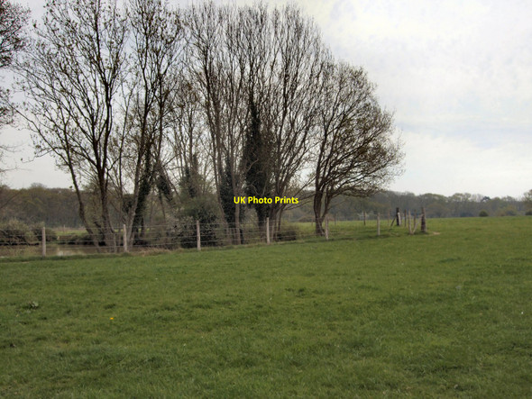 Photo 6"x4" Trees near Stubs Copse Wivelsfield c2010