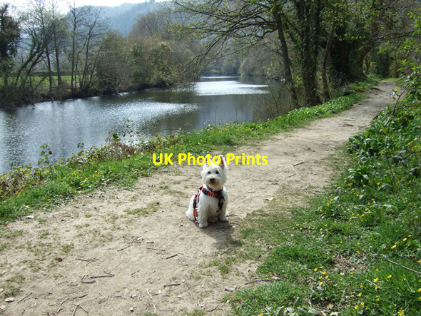 Photo 6"x4" Rosie and the Afon Conwy Betws-y-Coed c2010