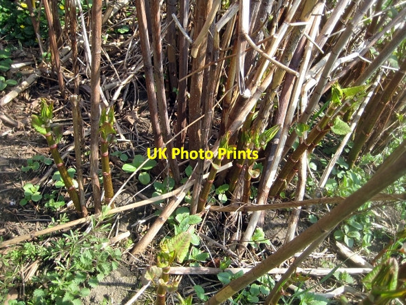 Photo 6"x4" Japanese Knotweed Bottom Boat c2010 P1