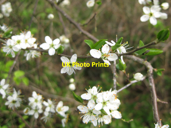 Photo 6"x4" Cherry plum (Prunus cerasifera) Edgehill\/SP3747 c2010