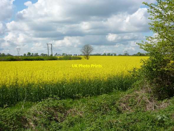 Photo 6"x4" Field west of Barnby Moor Barnby Moor c2010