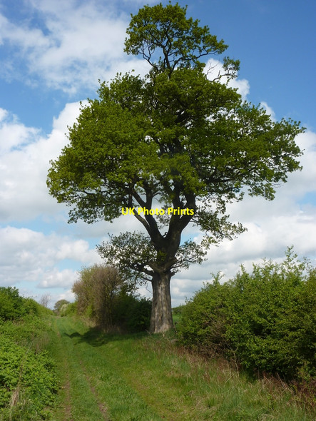 Photo 6"x4" Tree by Tinker Lane Bilby c2010