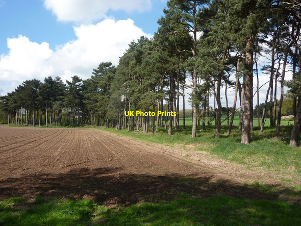 Photo 6"x4" Field and belt of pine trees Bilby c2010
