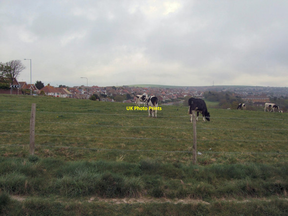 Photo 6"x4" Cows near the racecourse Bevendean c2010