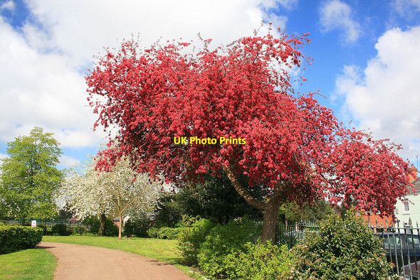Photo 6"x4" Red blossomed tree Long Eaton c2010