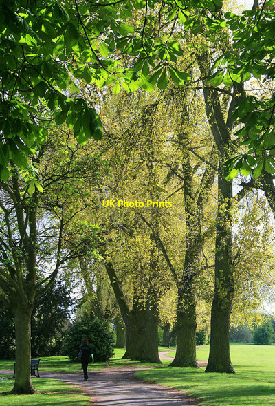 Photo 6"x4" Path under horse chestnut and poplars Long Eaton c2010