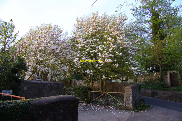 Photo 6"x4" Magnolias in Garsington Garsington c2010