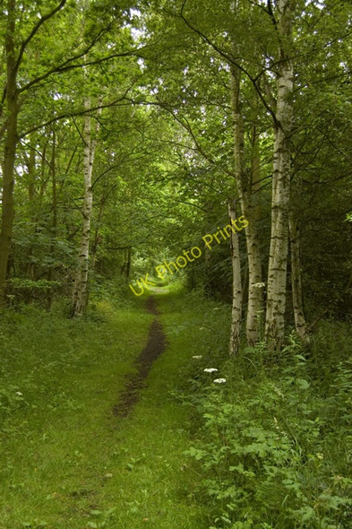 Photo 6"x4" Rail Trail near Foggathorpe Water End\/SE7838 c2009