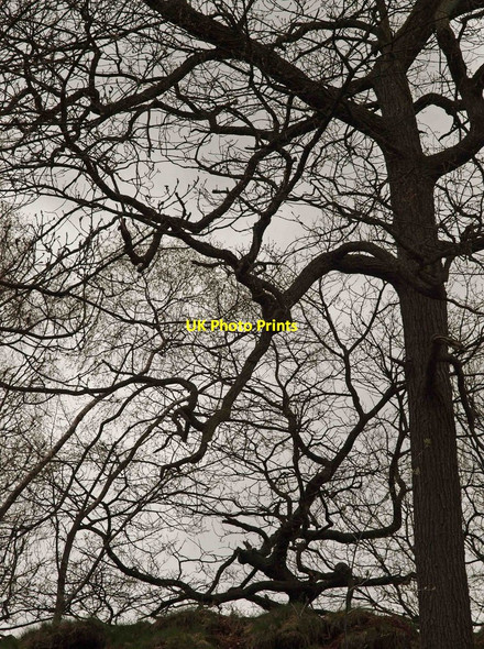 Photo 6"x4" Hardcastle Crags trees Shackleton c2010