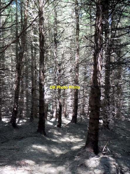 Photo 6"x4" Path through Threestoneburn Wood Linhope\/NT9616 c2010