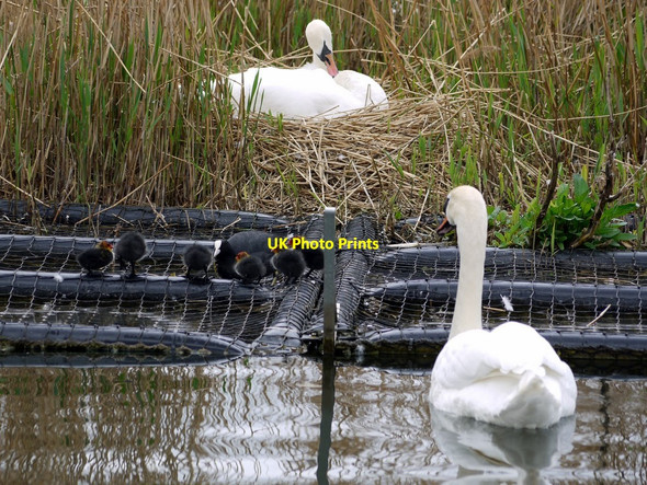 Photo 6"x4" Mute Swans and Coot family, Killingworth Lake Longbenton c2010