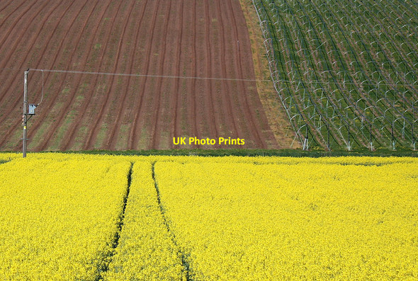 Photo 6"x4" Herefordshire crop fields in spring Bromsash c2010
