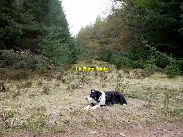 Photo 6"x4" George at forest ride \/ track junction, Threestoneburn Wood South Middleton c2010