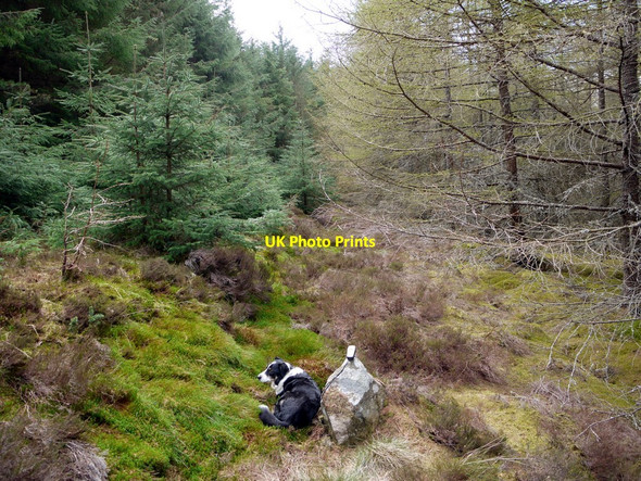 Photo 6"x4" Overgrown ride, Threestoneburn Wood Linhope\/NT9616 c2010