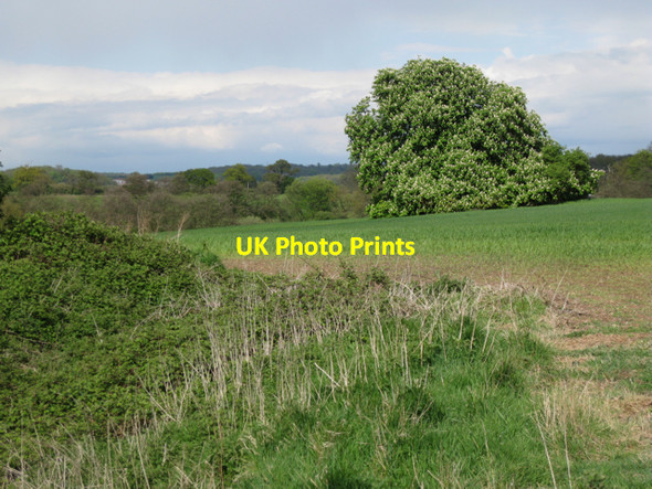 Photo 6"x4" Massive horse chestnut, Grove Park Budbrooke c2010