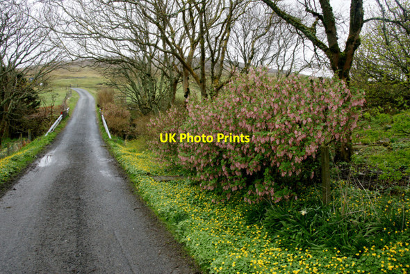 Photo 6"x4" Trees, bushes and flowers at Swining Swining c2010