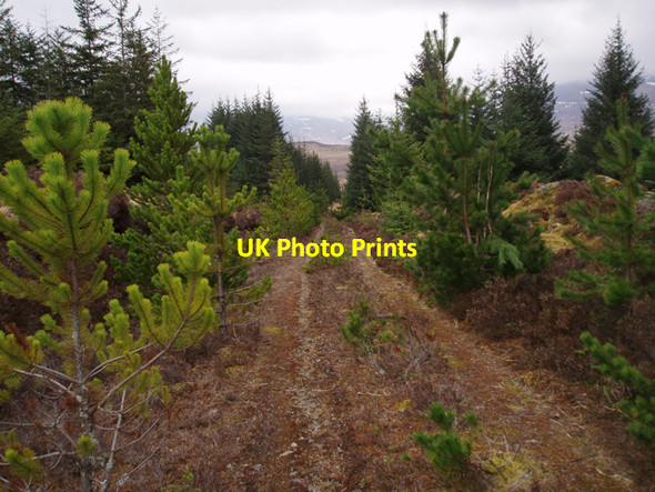 Photo 6"x4" Track in Corrour Forest Abhainn Ghuilbinn c2010