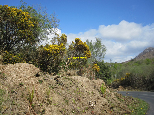 Photo 6"x4" Connemara National Park Visitor Centre: on the winding approach road, with spring-cleared bank and gorse Letterfrack c2010