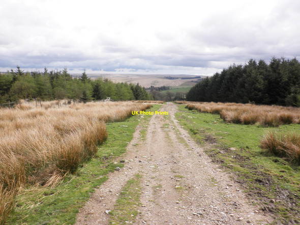 Photo 6"x4" Track through the conifer plantation, on Beardown Hill Two Bridges\/SX6075 c2010