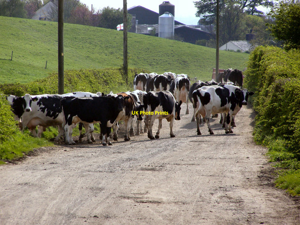 Photo 6"x4" Cows on Thornham Old Road Royton c2010