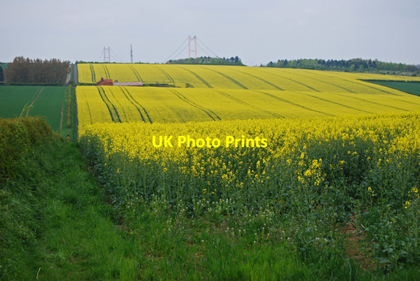 Photo 6"x4" Field of Rape near Barton Grange Barton-Upon-Humber c2010