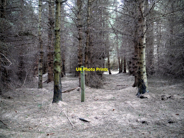 Photo 6"x4" Path junction, Threestoneburn Wood Linhope\/NT9616 c2010