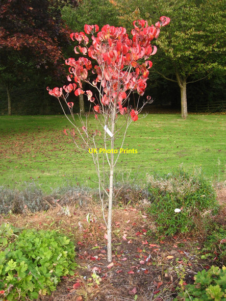 Photo 6"x4" Pontypool Park Trees Pontypool\/Pont-y-pwl c2009