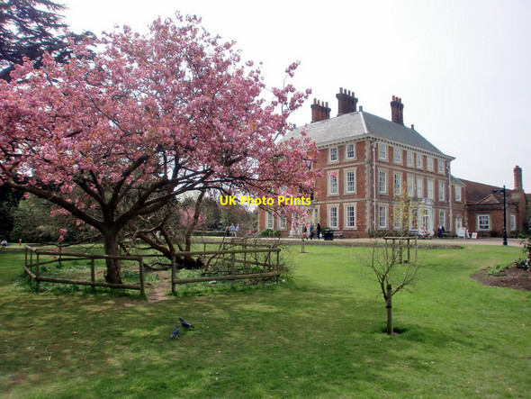 Photo 6"x4" Japanese Cherry, Forty Hall, Enfield Enfield\/TQ3396 c2010