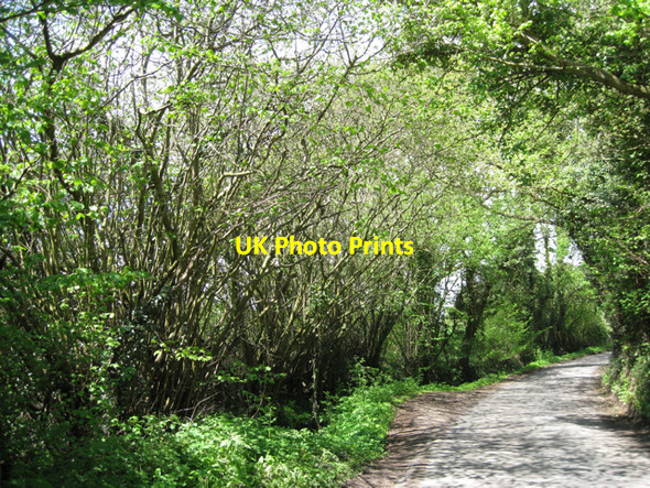 Photo 6"x4" Hazel coppice, Norton Curlieu Lane Norton Lindsey c2010