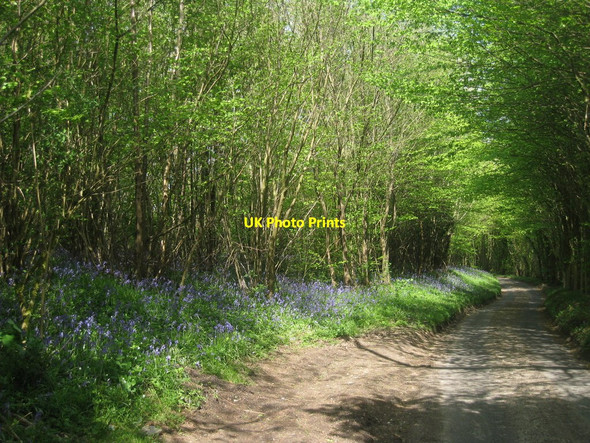 Photo 6"x4" Bluebells on Almshouse Road Charing Hill c2010