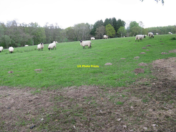 Photo 6"x4" Sheep grazing by Possingworth Lane Blackboys c2010