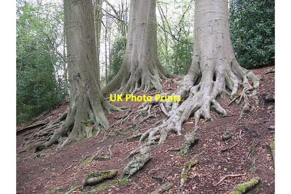 Photo 6"x4" Beech tree roots Alderley Edge\/SJ8478 c2010
