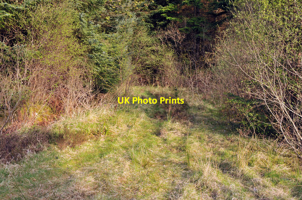 Photo 6"x4" Forest track junction near Corran Inchree c2010
