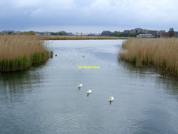 Photo 6"x4" View south into Radipole Lake, Weymouth Weymouth\/SY6779 c2010