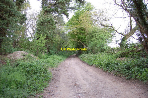 Photo 6"x4" Track towards Udimore Udimore c2010