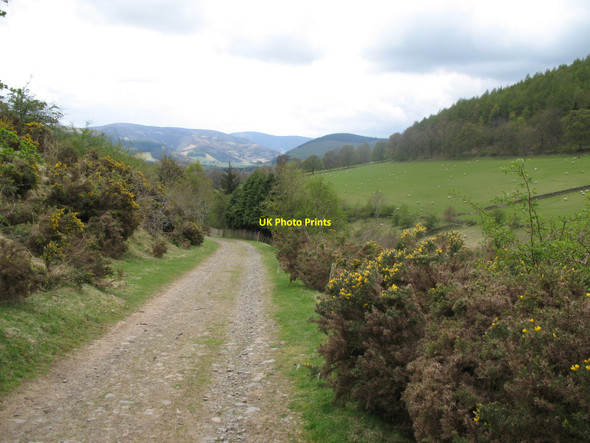 Photo 6"x4" Track near Soonhope Burn Peebles\/NT2540 c2010