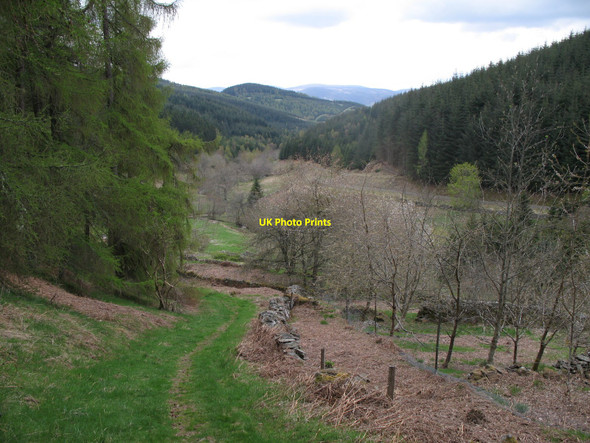 Photo 6"x4" Woodland Path Mailingsland c2010