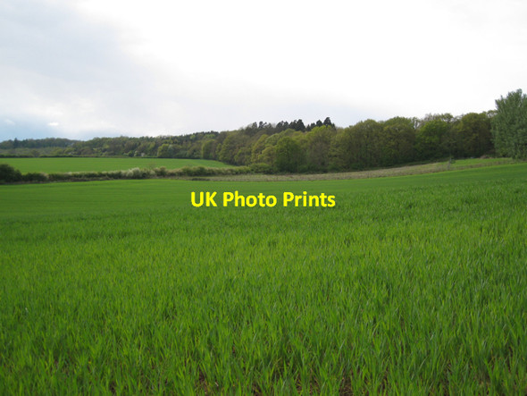 Photo 6"x4" Southeast corner of Whitehill Wood Hampton on the Hill c2010