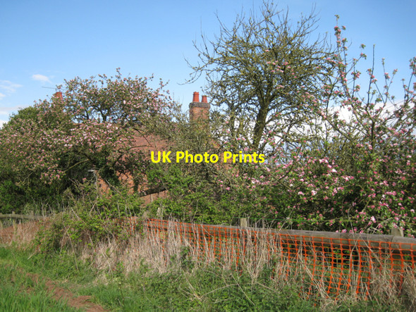 Photo 6"x4" Apple trees, Warboro Farm Hampton on the Hill c2010