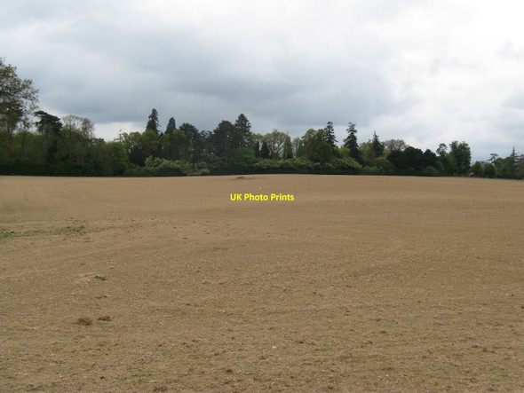 Photo 6"x4" Pineturn Wood near Warnham Court Horsham\/TQ1731 c2010