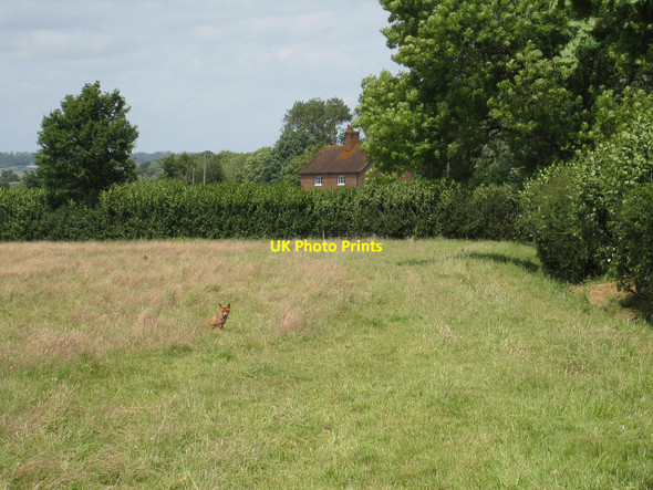 Photo 6"x4" Fox near Place Farm Cottages Headcorn c2008