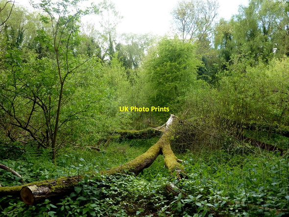 Photo 6"x4" Woodland in the springtime Sutton Cum Lound c2010