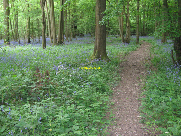 Photo 6"x4" Footpath through Townhouse Copse Rowhook c2010
