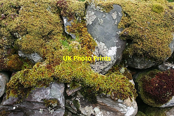 Photo 6"x4" Mossy Wall Ormsary\/NR7472 c2010