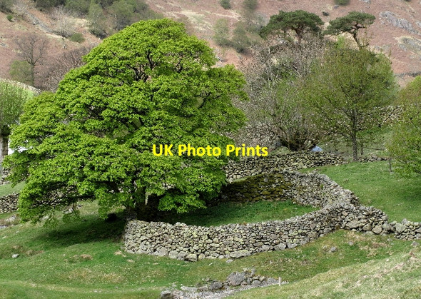 Photo 6"x4" Sheepfold at Watendlath Watendlath c2010