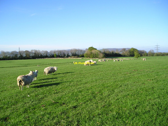 Photo 6"x4" Sheep in the early morning Lloc c2010