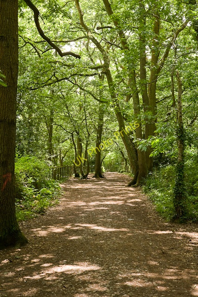 Photo 6"x4" Path within Manor Farm Country Park woodland Burridge\/SU5110 c2009