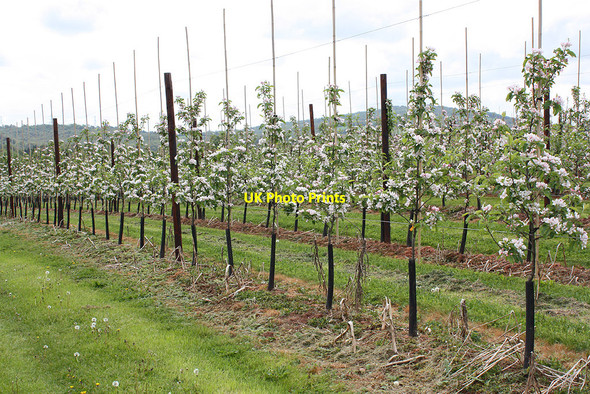 Photo 6"x4" Apple orchard in blossom Gorsley Common c2010