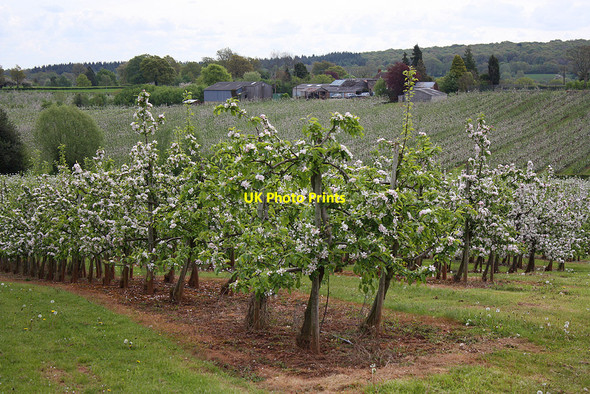 Photo 6"x4" Herefordshire apple orchards Gorsley Common c2010