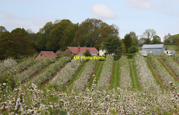 Photo 6"x4" Rows and rows of apple blossom, Sargent's Farm Gorsley Common c2010